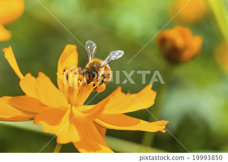 在波斯菊上採蜜的蜜蜂 19993850