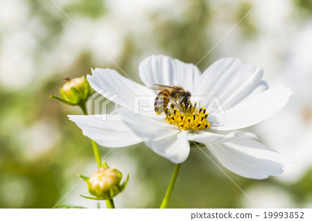 Honey bee collecting honey on cosmos 19993852