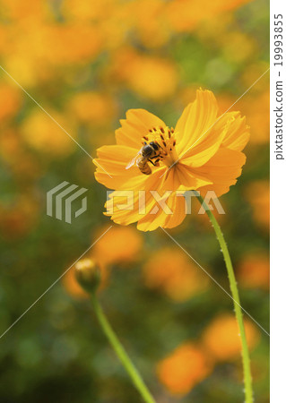 Honey bee collecting honey on cosmos Honey bee collecting honey on cosmos 19993855