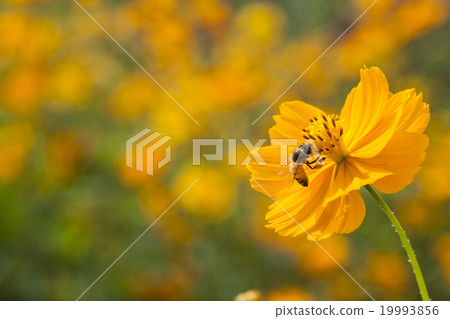 Honey bee collecting honey on cosmos 19993856