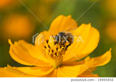在波斯菊上採蜜的蜜蜂 19993858