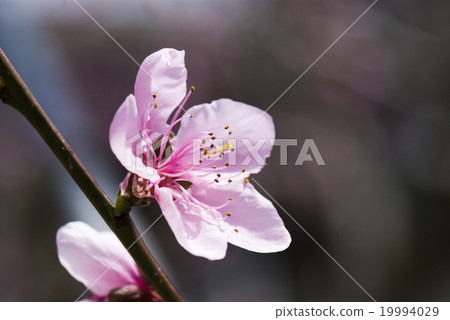 Delicate peach Delicate peach 19994029