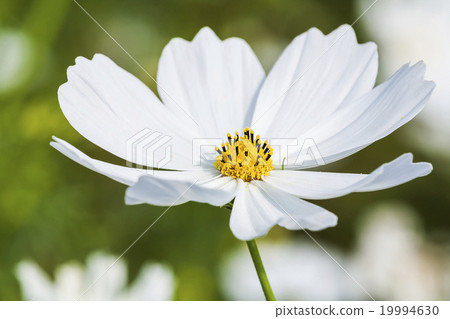 White cosmos 19994630