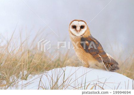 Tyto alba on snow 19994694