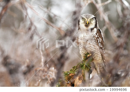 Hawk owl through branches Hawk owl through branches 19994696
