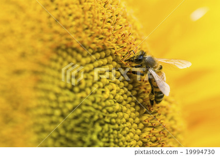 在太陽花上採蜜的蜜蜂 19994730