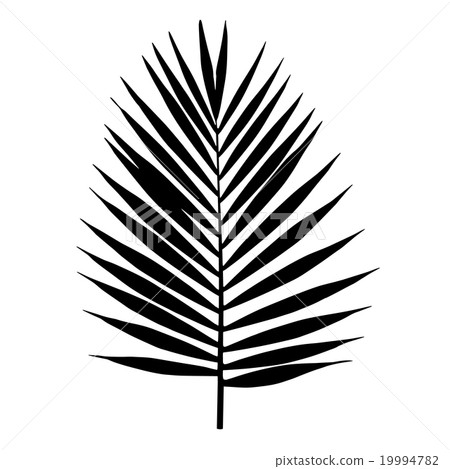 Palm leaf silhouette. Tropical leaves. 19994782