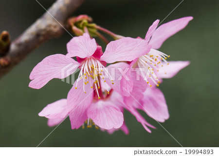 三月櫻花特寫 19994893