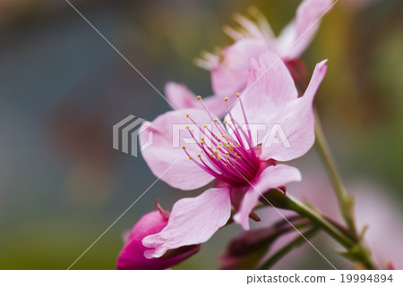 三月櫻花特寫 19994894