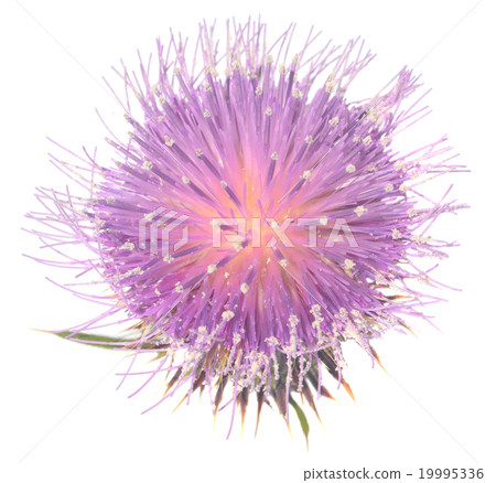 Thistle Thistle 19995336