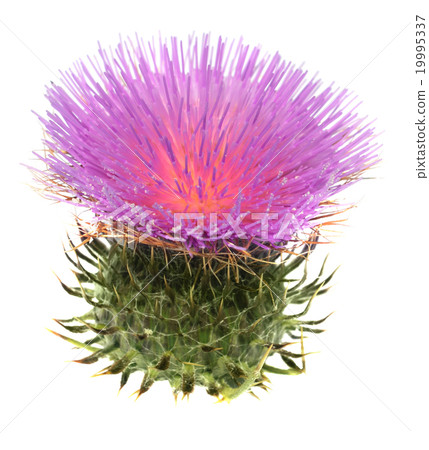Thistle Thistle 19995337