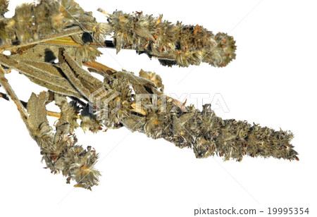 Dried Woundwort Dried Woundwort 19995354