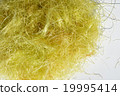 Maize hair 19995414