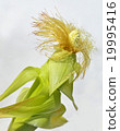 Young corn 19995416
