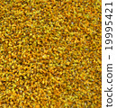 Flower of sunflowers 19995421