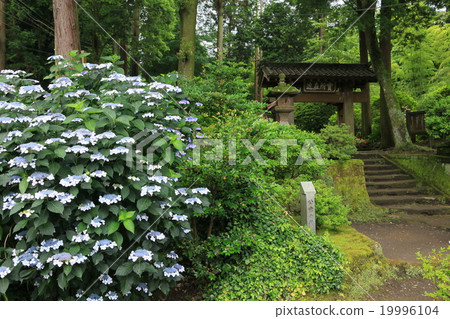 Jodyoji入口繡球花 19996104