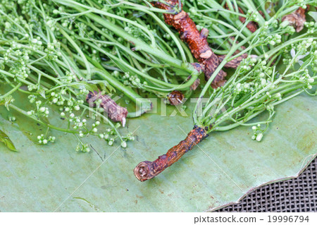 fresh Neem plant on banana leaf 19996794