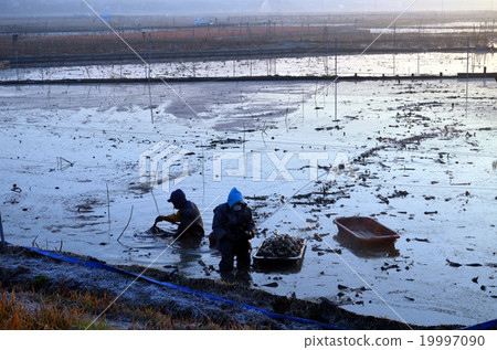 蓮藕 蓮藕 19997090