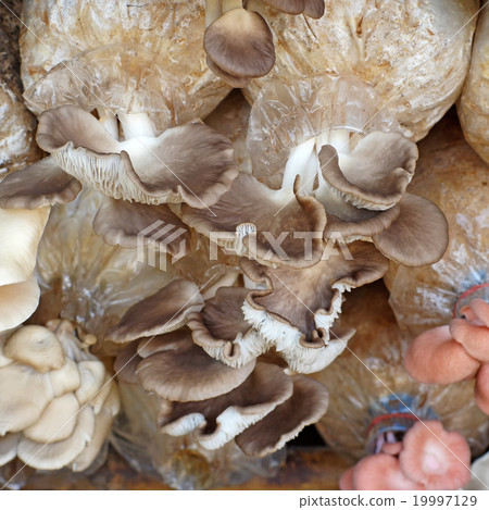 oyster mushroom in nursery bag 19997129