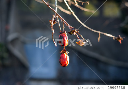Ripe persimmon nuts 19997386