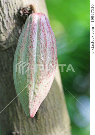 Cacao 19997530