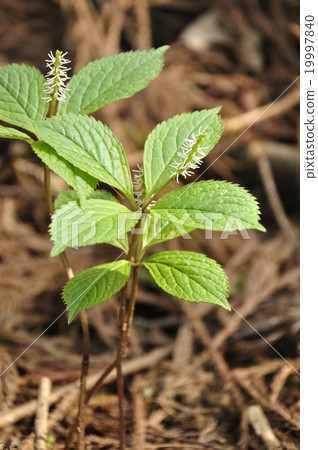 图库照片: 金粟兰根 金粟兰科 植物