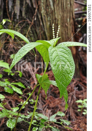 Phthalis sika Phthalis sika 19997881