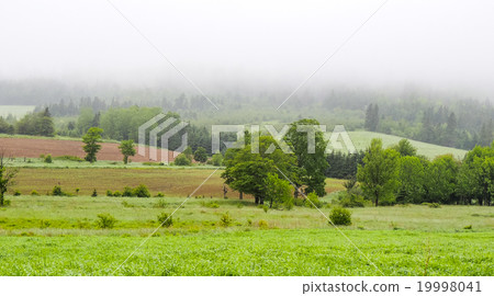 Rolling hills. Fields meadows under fog low cloud. 19998041