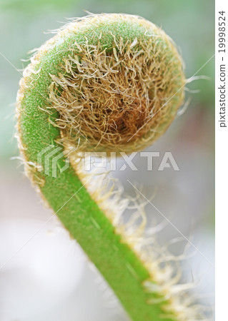 筆筒樹 筆筒樹 19998524