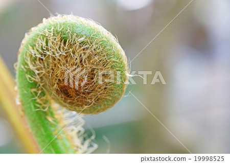 筆筒樹 筆筒樹 19998525