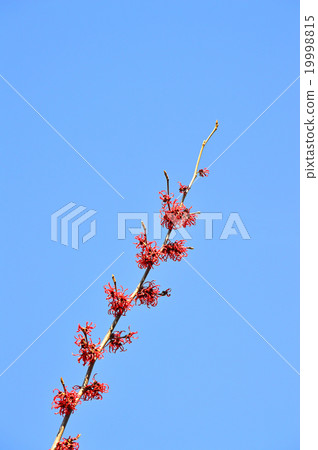 Akabana mansaku (full of red flowers) 19998815