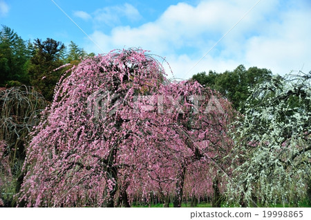 叼著梅花 19998865