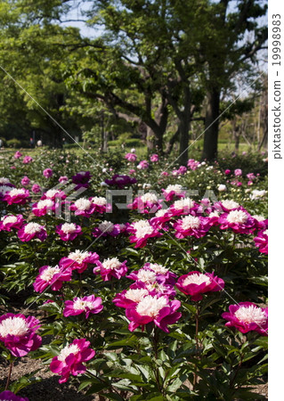 Peony root Peony root 19998983