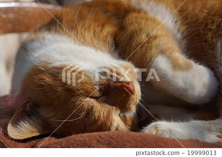 Sleeping tea cat 19999013