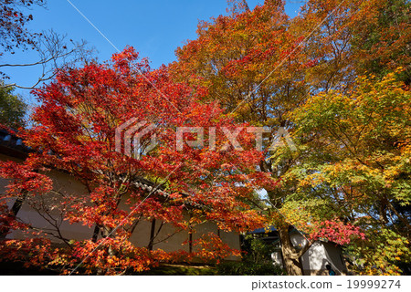 Ninomado秋葉在藍天，京都的 19999274