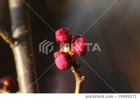 Red plum bud Red plum bud 19999371