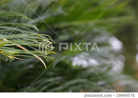 Cycling leaves and rain drops Cycling leaves and rain drops 19999578