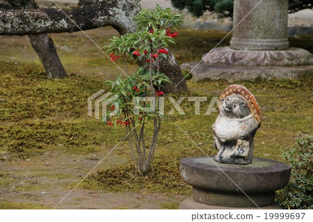 raccoon dog 19999697