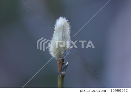 天然植物Kobushi，它是冬芽。尖端的大頭是花蕾在樹枝外面小芽是葉芽 19999952