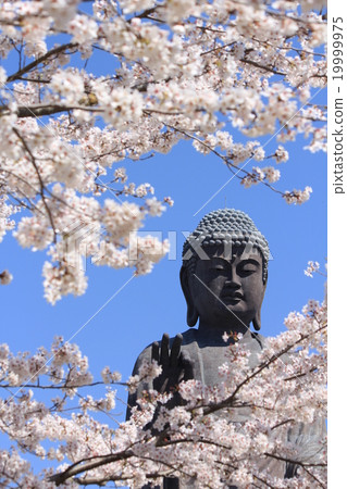 Big Buddha and Sakura 19999975