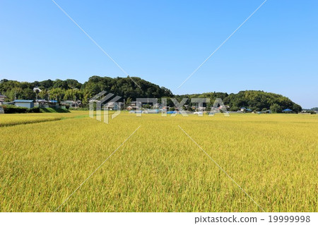 Autumn sunny countryside scenery 19999998