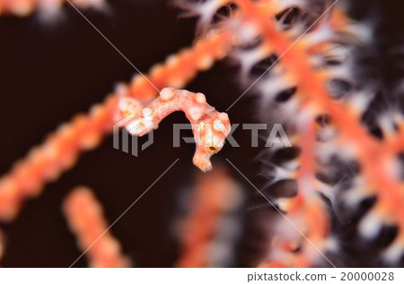 聖誕老人侏儒海水管③沖繩島 聖誕老人侏儒海水管③沖繩島 20000028