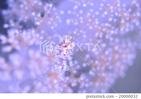 Isokompeitai螃蟹沖繩 Isokompeitai螃蟹沖繩 20000032