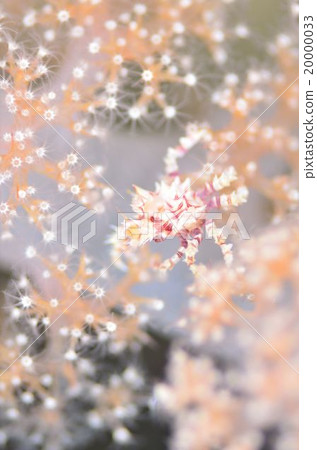 Isokompeitai螃蟹沖繩 Isokompeitai螃蟹沖繩 20000033