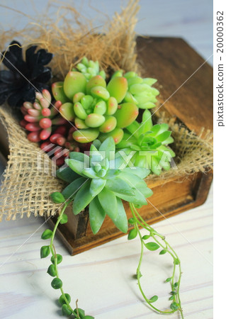 多汁植物內部 20000362