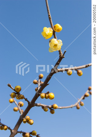 Rowey Rowey 20000502