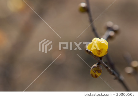 Rowey Rowey 20000503