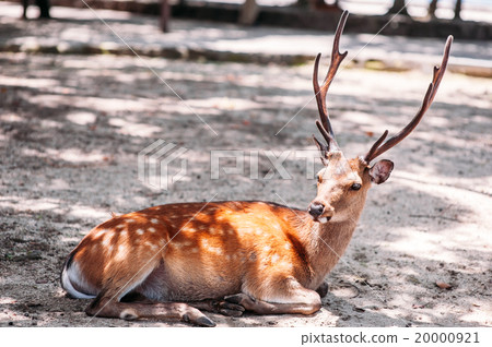japan deer miyajima hiroshima asia shrine japan deer miyajima hiroshima asia shrine 20000921