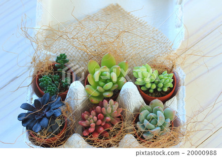 多汁植物內部 多汁植物內部 20000988