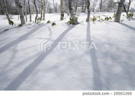 Snow birch forest Snow birch forest 20001260